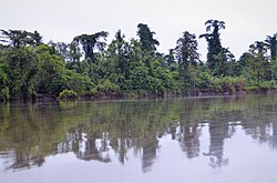 Река Флай в августе 2019 года
