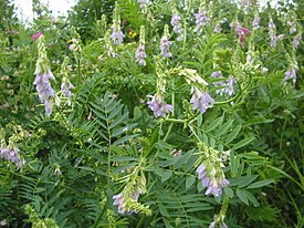 Козлятник лекарственный (Galega officinalis). Общий вид цветущего растения