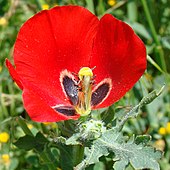 Glaucium corniculatum