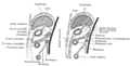 Diagrams to illustrate the development of the greater omentum and transverse mesocolon