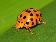 Potato ladybeetle (Cairns, Queensland)