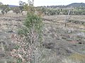 Mooki River at McDonagh Bridge, Oxley Highway, near Gunnedah.