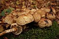 Pholiota squarrosa