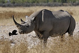 Rinoceronte-negro (Diceros bicornis) na Namíbia.