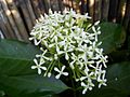 Ixora javanica