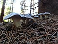 Tricholoma terreum