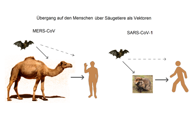 Mellemværter − Vektorer