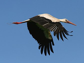 Cigogne blanche (Ciconia ciconia) en vol. (définition réelle 2 400 × 1 800)