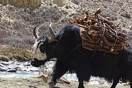 Yak portant du bois au Dolpa.