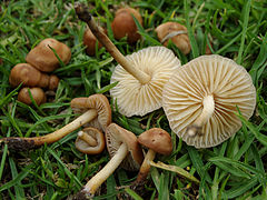 Marasmius oreades (Marasmiaceae)