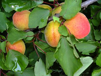 Abricot : fruit d'été, sur son arbre. (définition réelle 1 632 × 1 224*)