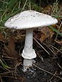 !!!Amanita phalloides!!!