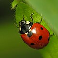 Lienka sedembodková (Coccinella septempunctata)