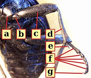 甲虫類の昆虫の脚。6節の真の肢節（a, b, c, d, f, g）と5節の跗小節に分かれた跗節（f）を示す。