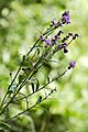 Cirsium arvense