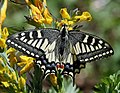 Papilio machaon, Old World Swallowtail