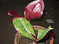 Costus igneus