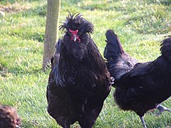 Coq « crèvecœur ».