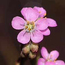 トウカイコモウセンゴケの花 （D. tokaiensis、葦毛湿原）