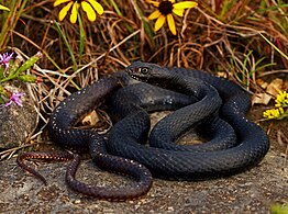 Eastern coachwhip (Masticophis flagellum flagellum), Jefferson County, Missouri (9 September 2018)