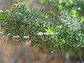 Baum-Heide (Erica arborea)