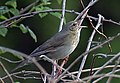 Berki tücsökmadár (Locustella fluviatilis)