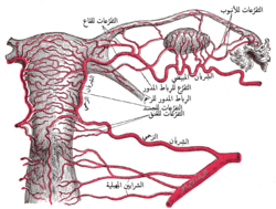 شَرايين الجِهاز التَناسُلي الأنثوي، مَنظر خَلفي