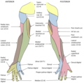 De segmentale verdeling van de huidzenuwen van de rechterarm.