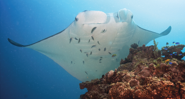 M. alfredi at a cleaning station, maintaining a near-stationary position on top a coral patch for several minutes while being cleaned by cleaner fish[26]