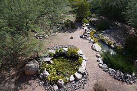 Mesa Community College maintains ponds containing Desert Pupfish and Gila Topminnow populations that can be used to restore the endangered wild populations.