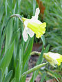 ラッパズイセン Narcissus pseudonarcissus