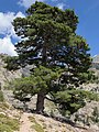 Korsische Schwarzkiefer (Pinus nigra subsp. laricio)