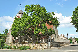 Tilleul quadricentenaire sur le parvis de l'église,