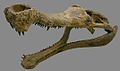 Rekonstruierter Schädel von Sarcosuchus imperator aus der frühen Kreide vom Nord-Niger, Afrika