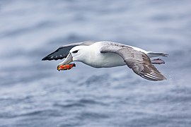 Un albatros à cape blanche emportant un sachet de mars, de profil. Février 2022.