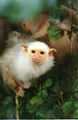 Marmoset