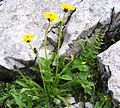 Taraxacum alpinum