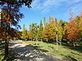 Leaves changing color in Tongue of the Lake Park, Xizhou.