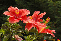 Hibiszkusz virága