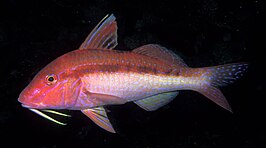 Upeneichthys lineatus