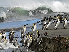 פינגווינים מלכותיים
