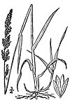 Arctagrostis latifolia