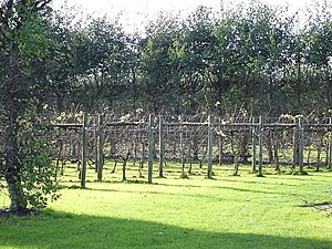 Vignes hautes dans le vignoble de Bearsted