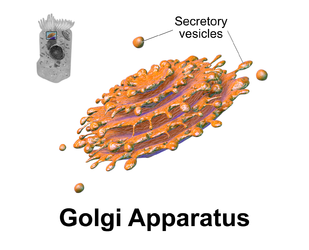 Golgi apparatus.