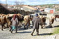 Pasterze z Caçarelhos (gmina Vimioso).