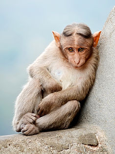 Indijas cepurainais makaks (Macaca radiata)