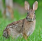 Sylvilagus palustris hefneri Lower Keys Bataqlıq adadovşanı