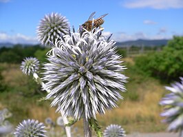 Beklierde kogeldistel