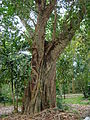 Trunk of Sacred Fig at Flamingo Gardens, Davie, Florida