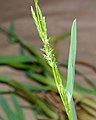 Glyceria declinata